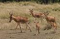 050 Kenia, Masai Mara, cokes hartenbeest